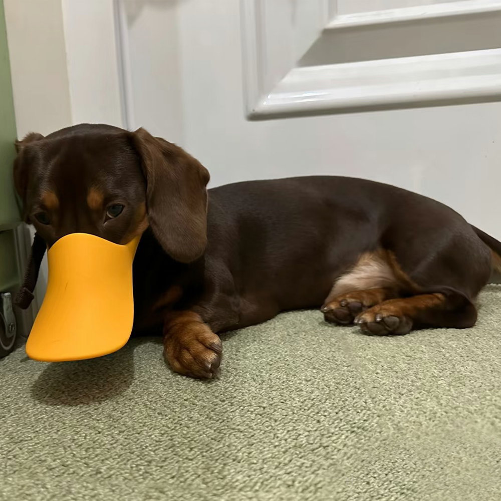 Muselière en silicone pour chi - Dog Muzzle Silicone avis et prix