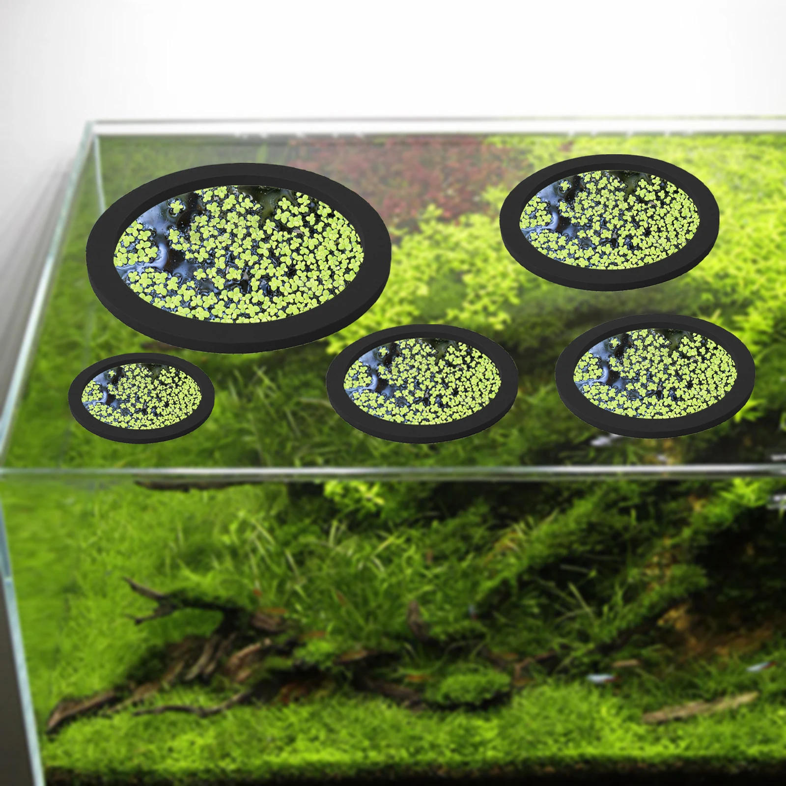 Anneaux d'Alimentation pour Aq - Aquarium Fish Tank avis et prix